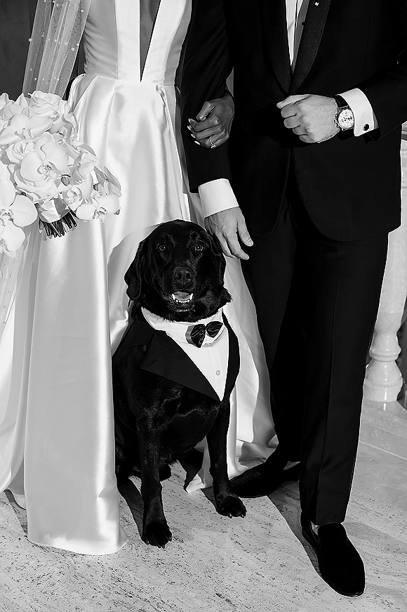 Wedding dog portrait of a black lab in a tuxedo and bow tie with bride and groom on a marble staircase, bouquet and veil visible