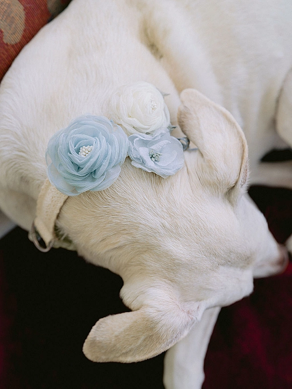 Wedding dog collar with blue and white fabric flowers and ribbon trim against white fur on dark fabric background