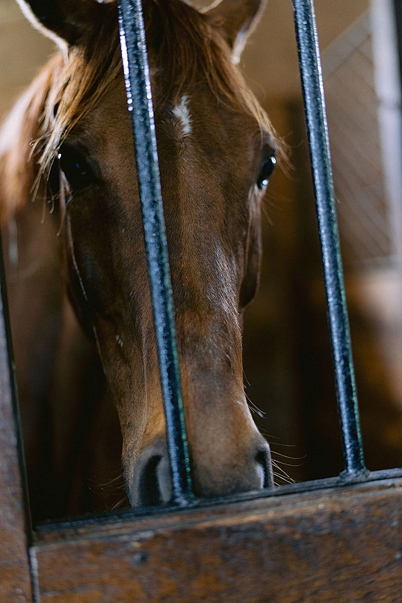 Horse portrait, horse in stall peering through metal stall bars above a wooden stall door inside a stable interior