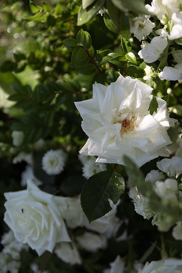 White rose close-up with water droplets on petals and green leaves, framed by soft garden greenery in the background
