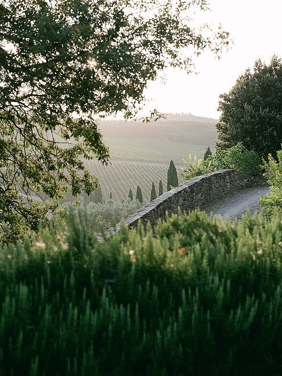 Vineyard landscape with stone wall accent overlooks neat vineyard rows, rolling hills, and a dirt path framed by trees under open sky
