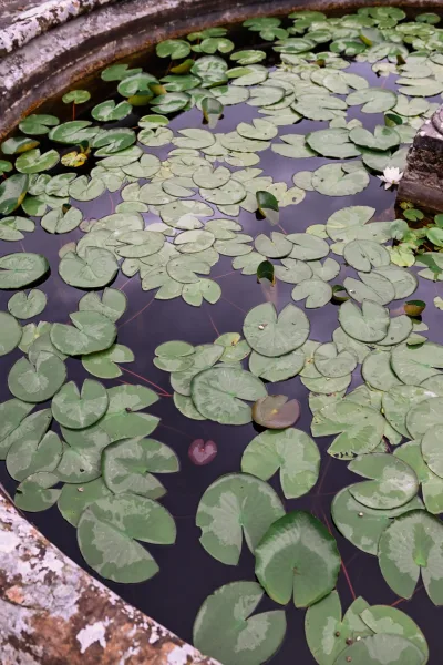 Lily pond garden water feature set in a rustic stone basin, its calm water creating a tranquil, intimate scene