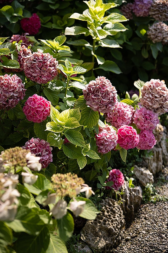 Garden hydrangeas with pink mauve flower clusters and green leaves lining a stone-edged border beside a gravel garden path