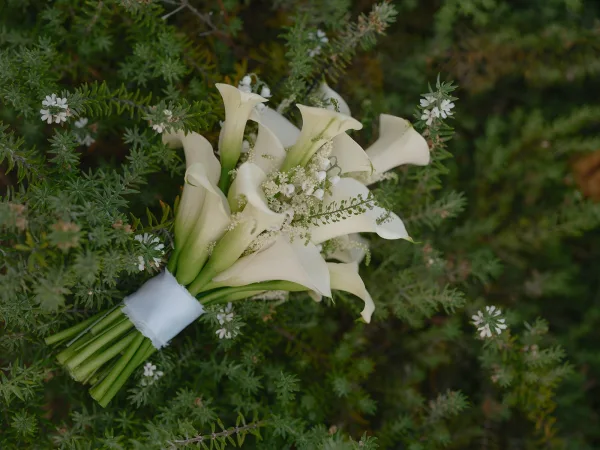 Calla lily bouquet with white satin ribbon wrap, greenery foliage, and tiny white filler flowers against evergreen shrubs background