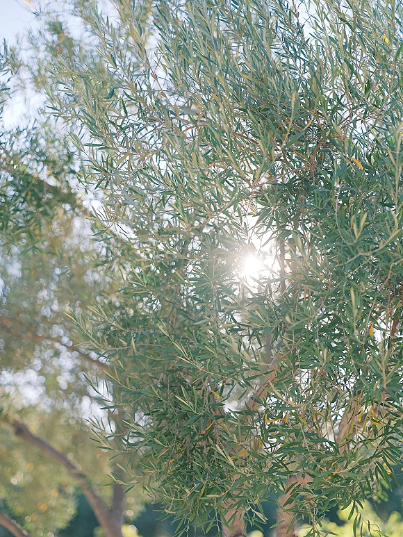 Olive tree branches with olive branch greenery, backlit by warm sunlight against a blue sky and soft garden trees in bokeh