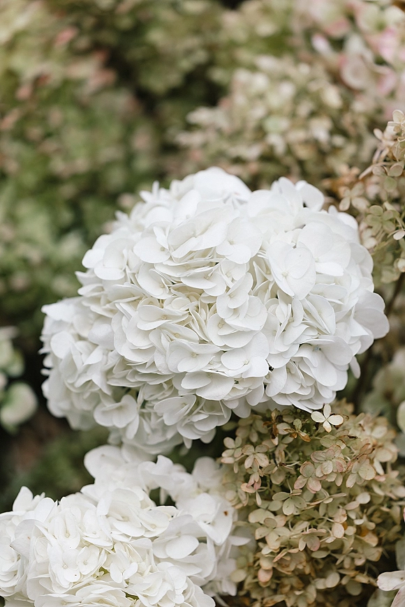Hydrangea close-up of white hydrangea bouquet with dried blooms accent, nestled among lush green foliage in a garden setting