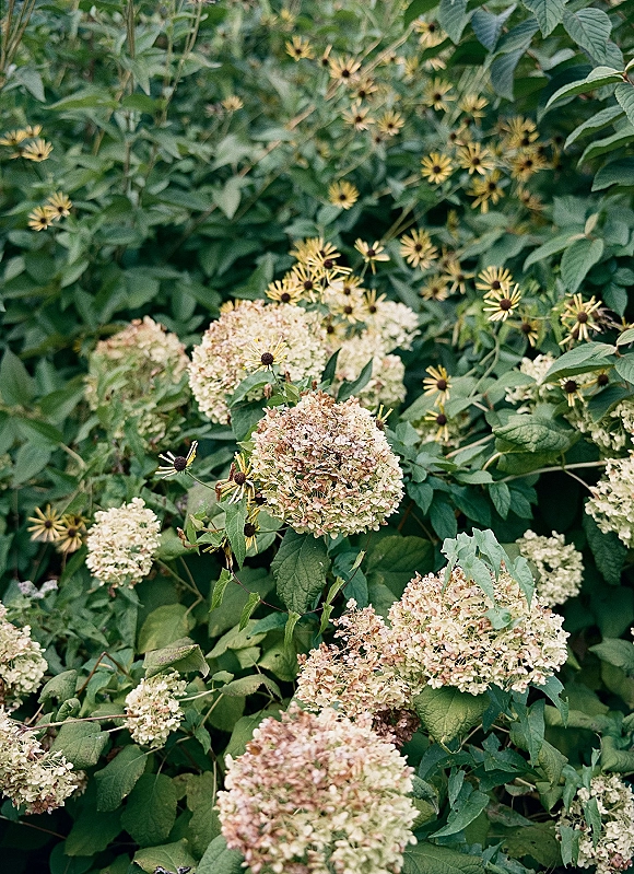 Garden flowers with hydrangea garden blooms and green foliage, featuring coneflowers and buds in a lush backyard border setting