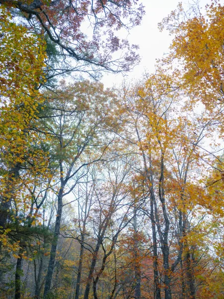 Autumn trees with golden fall leaves stretch overhead in a fall forest canopy, branches silhouetted against an overcast sky
