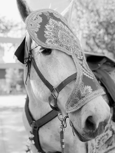 Wedding horse, a decorated wedding horse with an embroidered headpiece, stands calmly by a fence under leafy trees on the pavement.