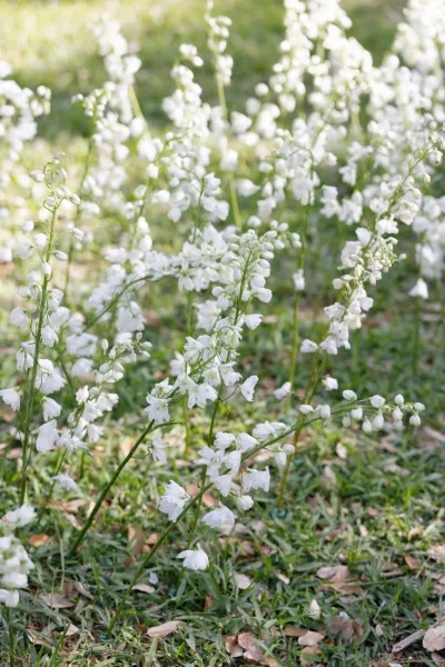 White garden flowers and white wildflowers with green stems rising from grass, with fallen leaves and sunlight in a lush garden background