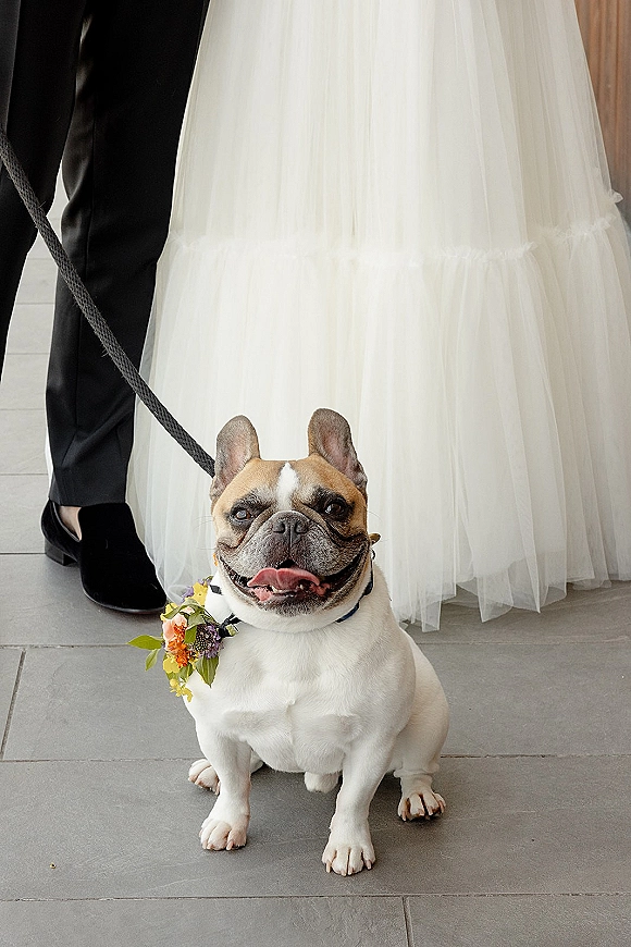 Wedding dog portrait of a french bulldog with wedding flowers on a leash, wearing a floral collar beside bride and groom on stone tile floor