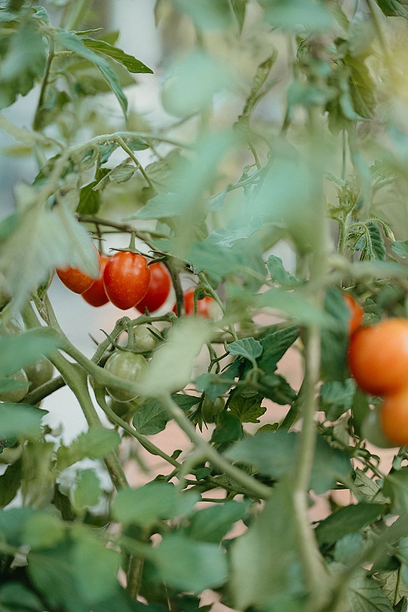 Tomato vine close-up with cherry tomatoes on vine, ripening red and green among leafy stems against blurred garden foliage background