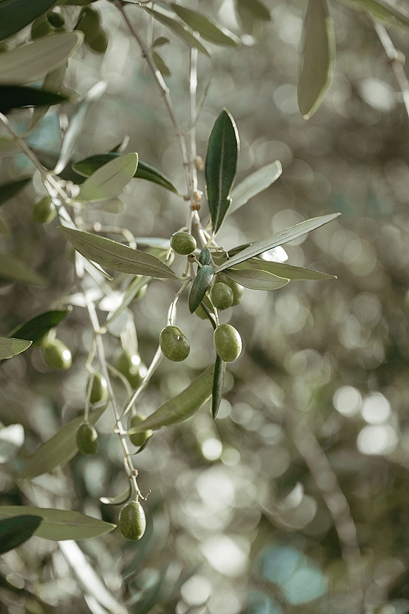 Olive branch detail with olive leaves and small olives, highlighted by warm sunlight bokeh against softly blurred garden foliage