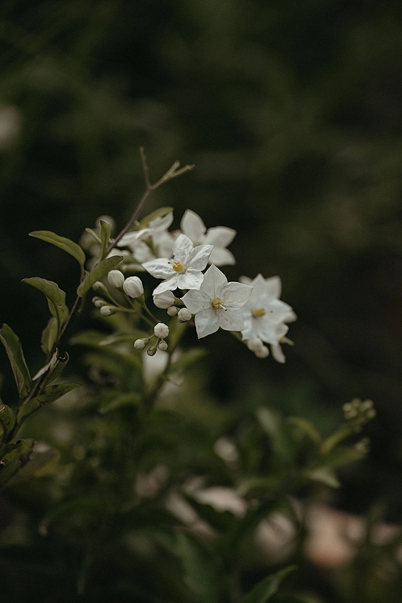 White flowers close-up on a white blossom branch with buds and green leaves, set against softly blurred garden foliage in the background