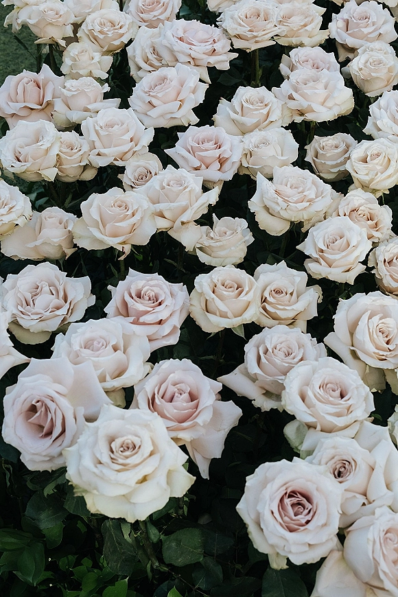 Rose flower wall with blush roses and ivory blooms nestled among dense green leaves, creating a romantic wedding flower wall backdrop