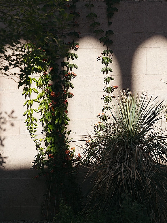 Garden wall backdrop with climbing vines and orange flowers on a white brick wall, dappled sunlight shadows and surrounding foliage