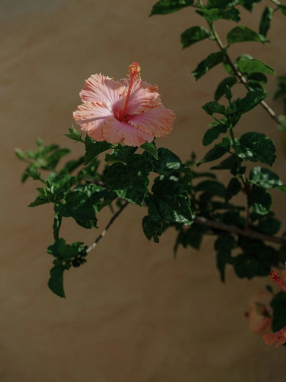 Hibiscus flower, pink hibiscus bloom with green leaves and a bud on a branch, set against a beige wall in natural light