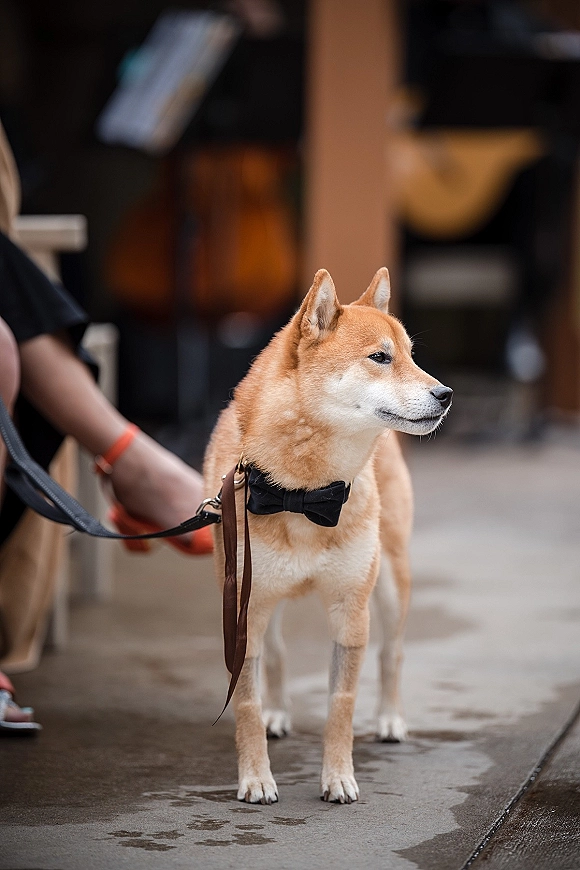 Wedding dog wearing bow tie on a leash, alert on a concrete walkway with blurred guests and a chair in the background