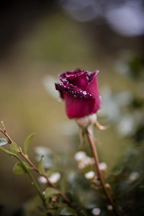 Rose close-up of a red rose macro with water droplets on velvety petals, framed by greenery leaves and tiny white blooms in soft bokeh garden foliage
