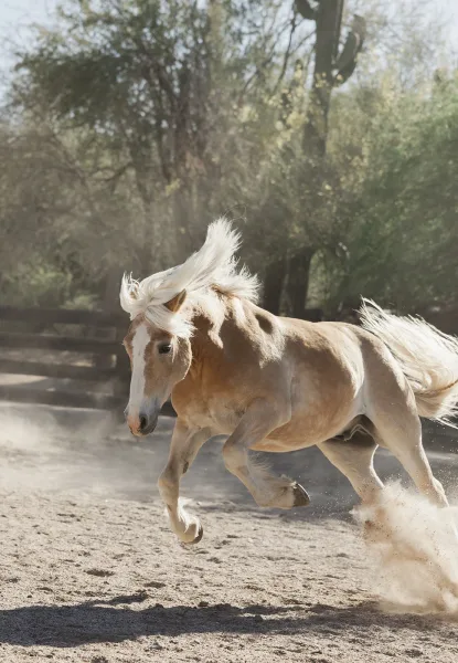 Running horse kicking up dust as it gallops across a sunlit, hazy ground with trees in the background, mane blowing in motion