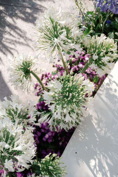 Wedding flowers featuring white agapanthus with purple blooms and green foliage arranged on stone pavement beside a white bench