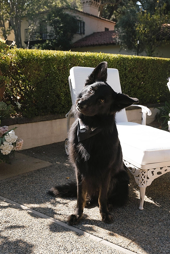 Wedding dog wearing a bow tie lounges on a white chair beside white flowers on a patio, with garden hedges and a stucco building behind