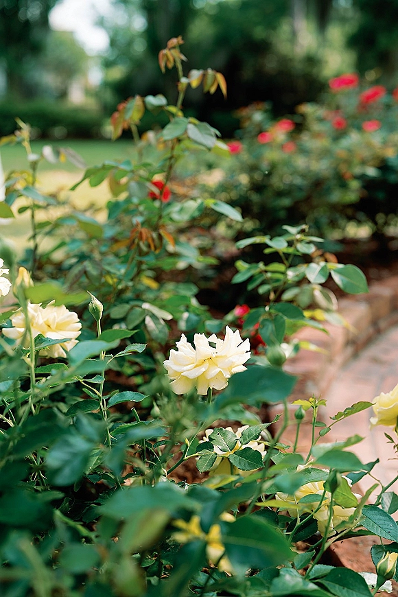 Garden roses with yellow and red blooms and rosebuds on leafy stems beside brick edging along a garden walkway in soft focus