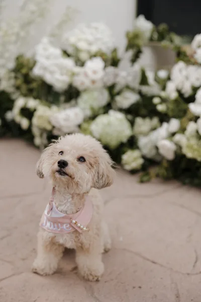 Wedding dog portrait of a pup, a beloved pet at wedding, wearing a pink dog bandana and posing for the camera.