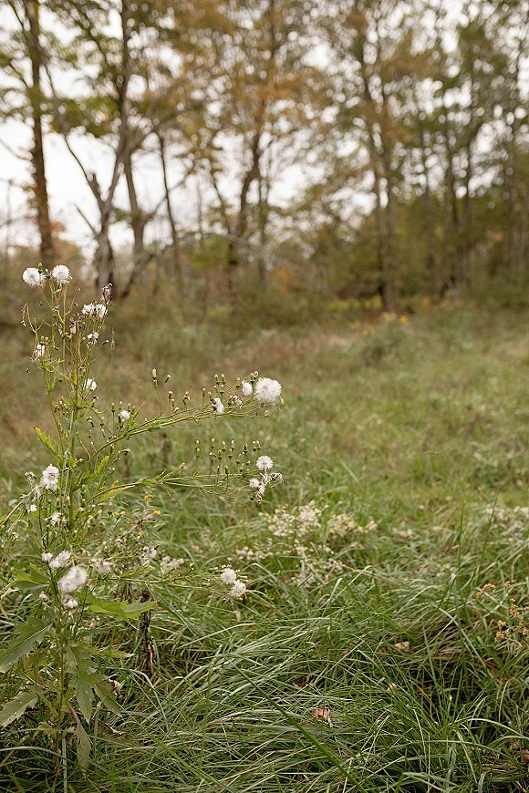 Outdoor scenery in a meadow with wildflowers, tall grasses, and seed heads, with trees at the forest edge under an overcast sky