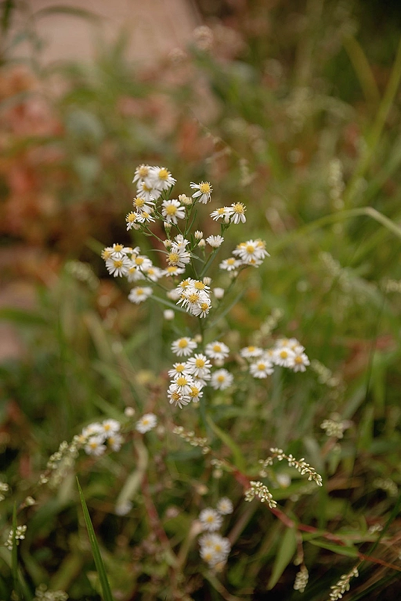Wildflower close-up of white wildflowers clustered on green stems, with a soft-focus meadow grass background and blurred foliage