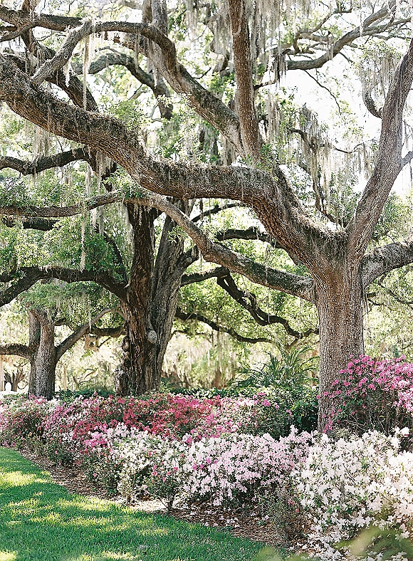 Garden scenery with oak trees with moss arching overhead, flowering shrubs and azalea hedges bordering a lush green lawn in dappled shade