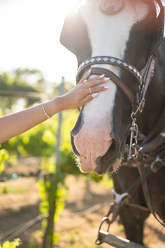 Engagement ring close-up on a hand with engagement ring, manicured white nails and bracelet resting on horse bridle, vineyard rows behind