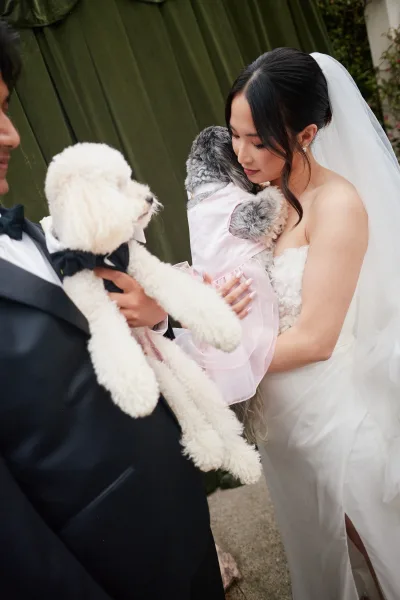 Couple with dogs share a joyful portrait, their dogs at the wedding sporting a bow tie, set against green drapery and garden greenery.