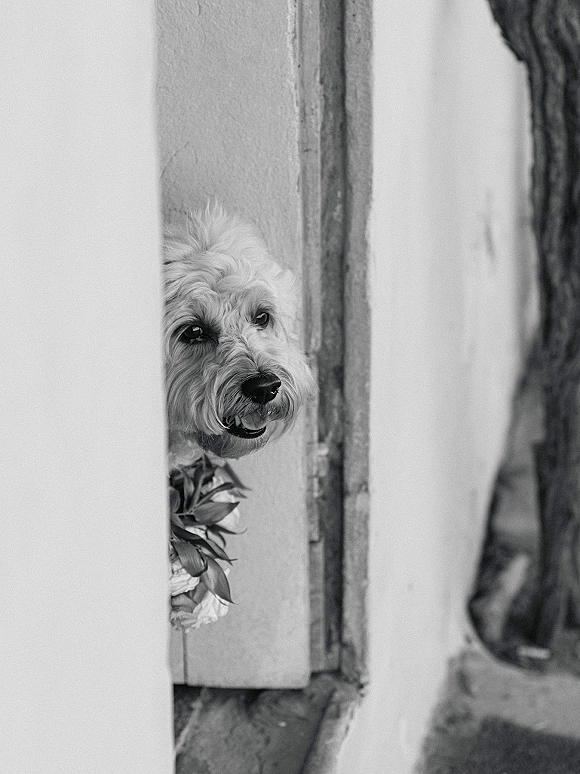 Wedding dog portrait of a pup peeking through a rustic doorway, wearing a floral collar with greenery against a wall and tree trunk backdrop