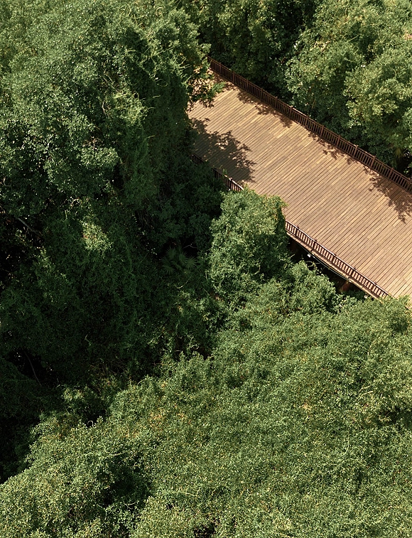 Outdoor boardwalk wooden boardwalk stretching through dense forest canopy, viewed from above with railing and weathered deck planks