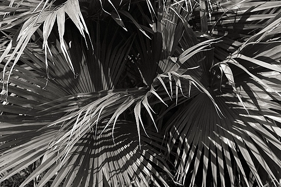Palm leaf backdrop for a tropical wedding backdrop with layered fronds and botanical shadow patterns against outdoor greenery