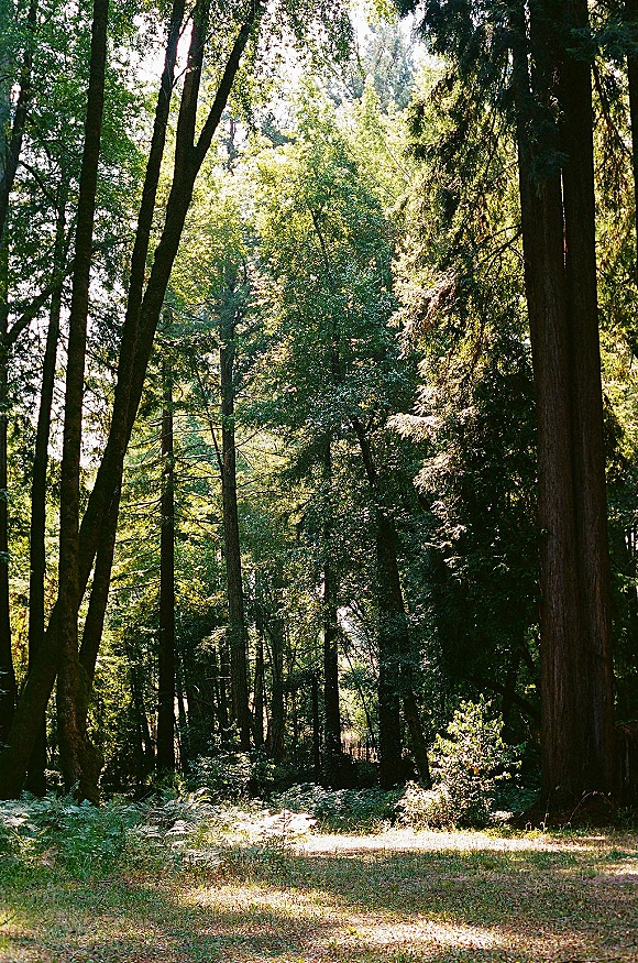 Forest wedding venue in a sunlit clearing with tall evergreens, ferns, and grass, creating a serene outdoor woodland venue setting