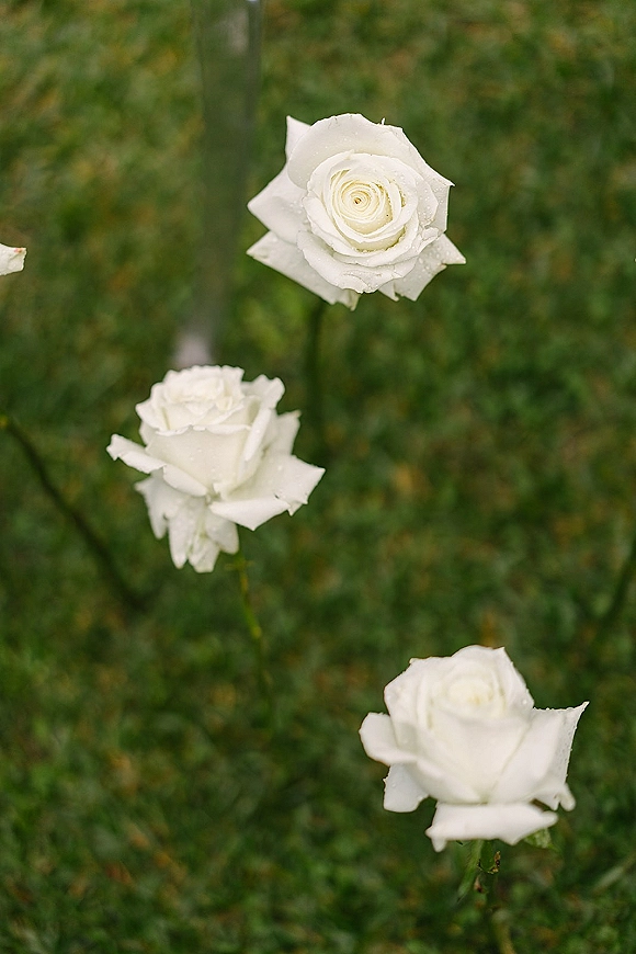 White rose close-up showing dewy rose petals with water droplets, framed by soft green foliage in a garden setting