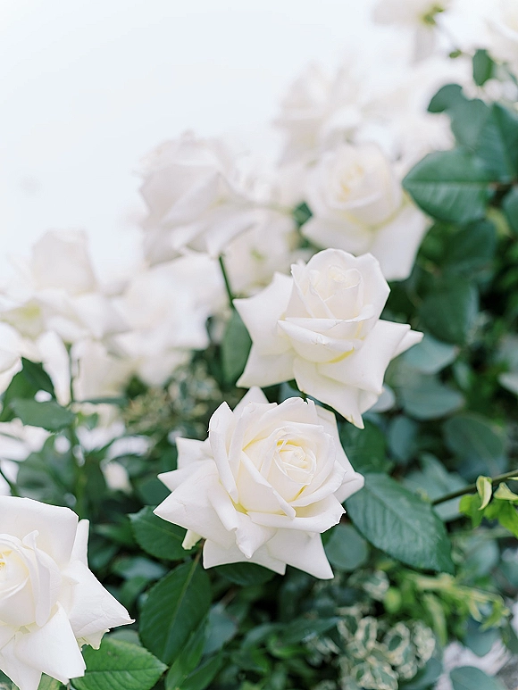 White rose bouquet with lush greenery foliage, softly lit against a light backdrop, showing layered petals and fresh rose leaves