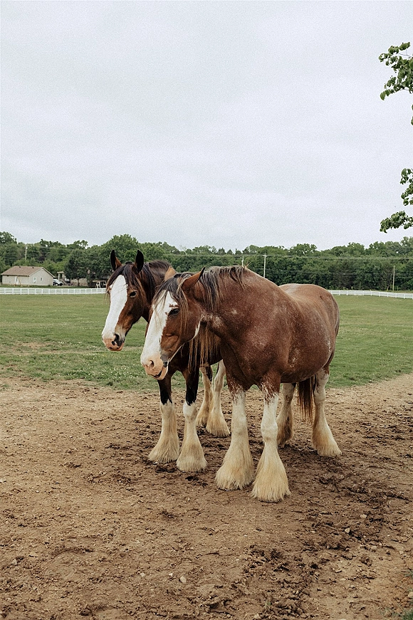 Horses in pasture standing side by side on a grassy field with dirt patches, white fence and farmhouse behind under a cloudy sky