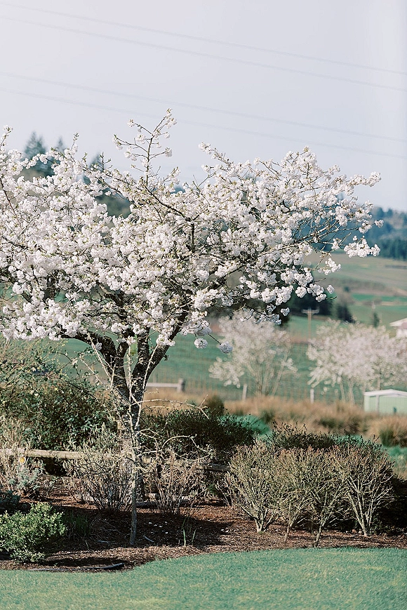 Flowering tree with spring blossom tree branches covered in white blooms, set against rolling hills, rustic fence line, and open sky