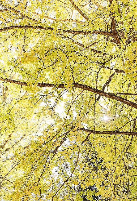 Autumn tree canopy of yellow leaves canopy glowing as sunlight filters through backlit branches against a bright sky overhead
