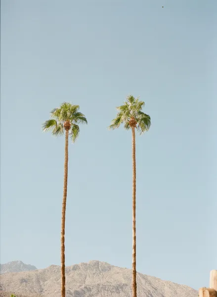 Palm trees, desert palm trees, tower into a clear blue sky, with distant mountains and desert hills stretching across the background.