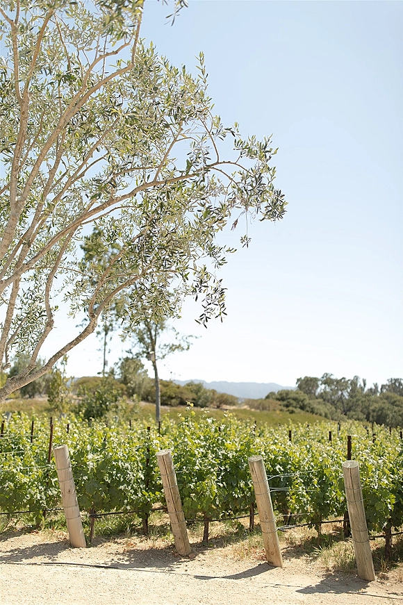 Vineyard landscape with rows of grapevines along a dirt path, wire trellis and fence posts, with distant hills under blue sky