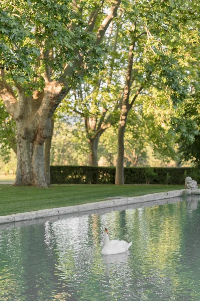 Reflecting pool with a gliding swan, its still surface mirroring clipped hedges and garden trees in a serene lawn garden setting.