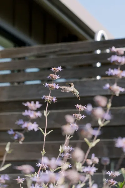 Hummingbird photo of a bird hovering to feed on purple wildflowers, wings spread in flight against a wood fence and roofline backdrop