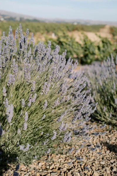 Lavender field at a lavender wedding venue, with purple blooms beside a gravel path and vineyard rows under open sky