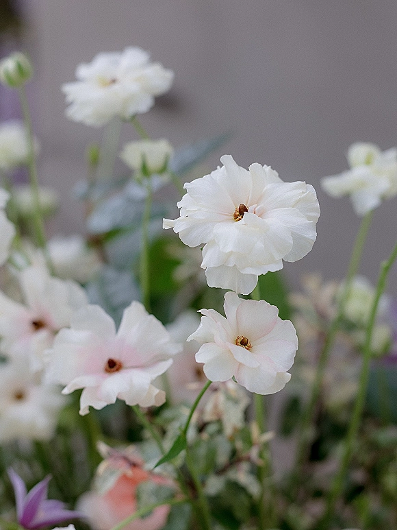 Wedding florals with white wedding flowers and greenery, delicate stems and buds arranged in an airy cluster against a neutral wall