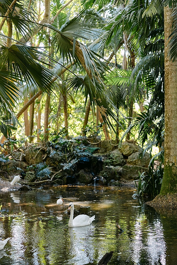 Swan pond with swans in pond gliding on sunlit water, framed by palm trees, tropical foliage, rocks, and a small waterfall