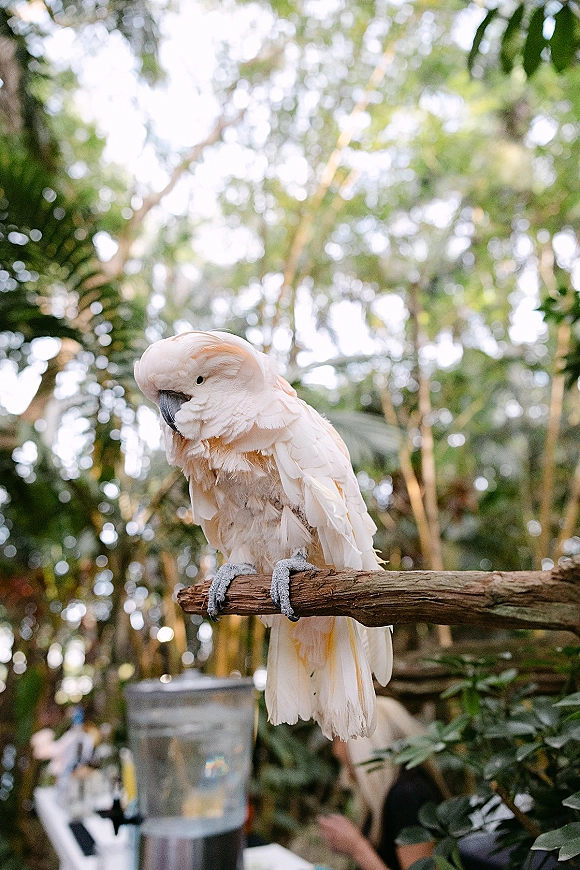 Cockatoo portrait of a white bird perched on a tree branch, detailed feathers and beak against tropical foliage with soft bokeh lights
